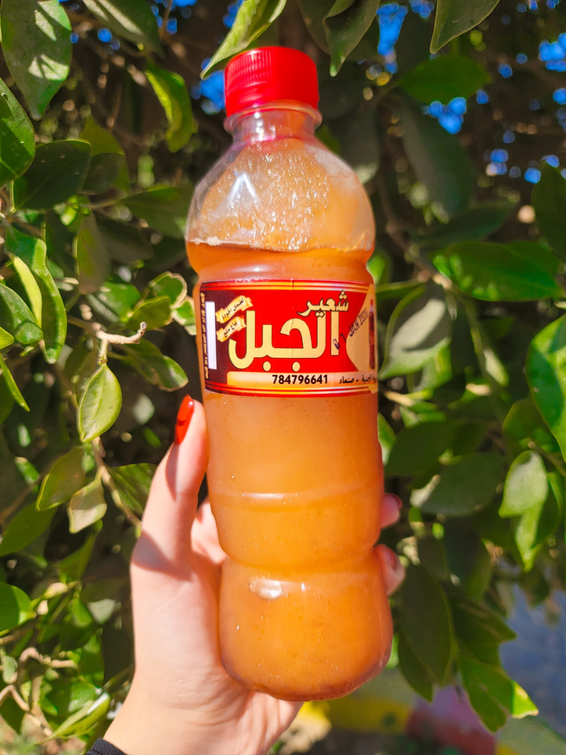 شعير - صورة 2