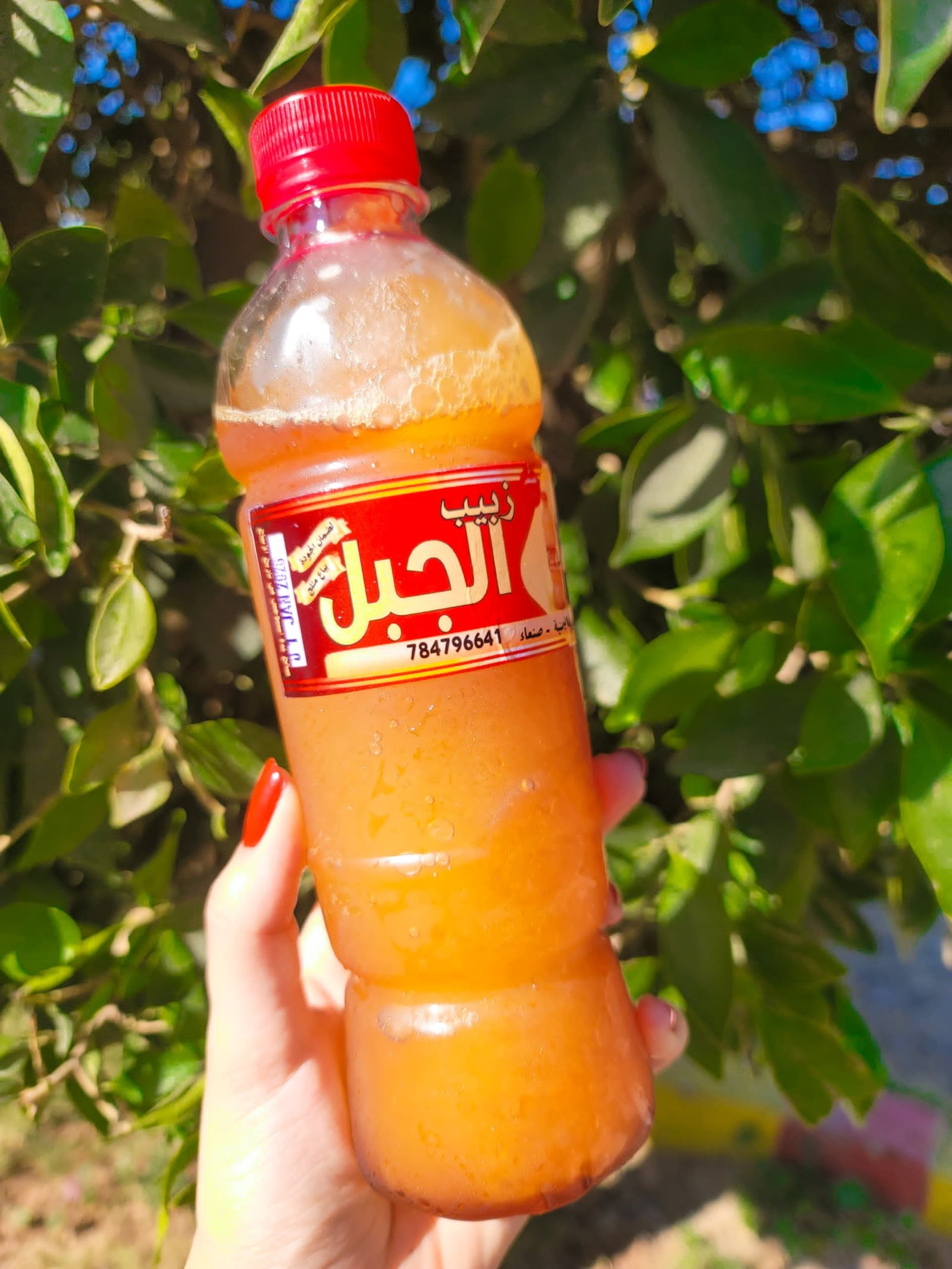 شعير ( مشروبات الجبل )